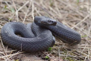 Гадюк нікольський Гадюк нікольський
